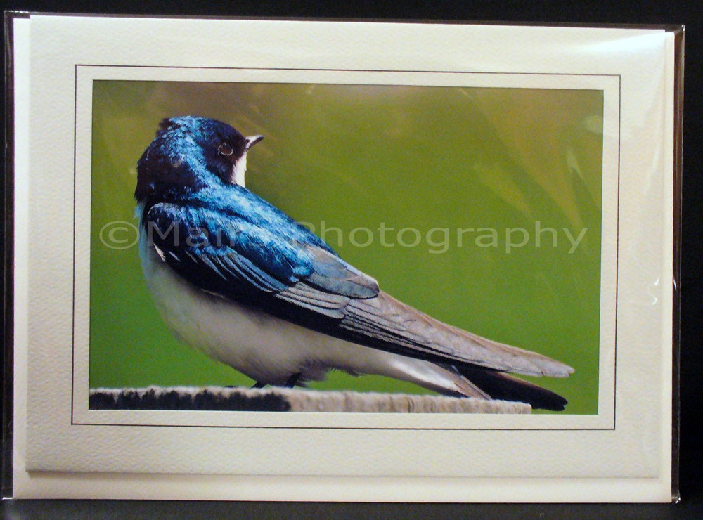 Blue Black White Tree Swallow, Bird, Blank Photo Card, All Occasion, Birthday Card, Original Photograph