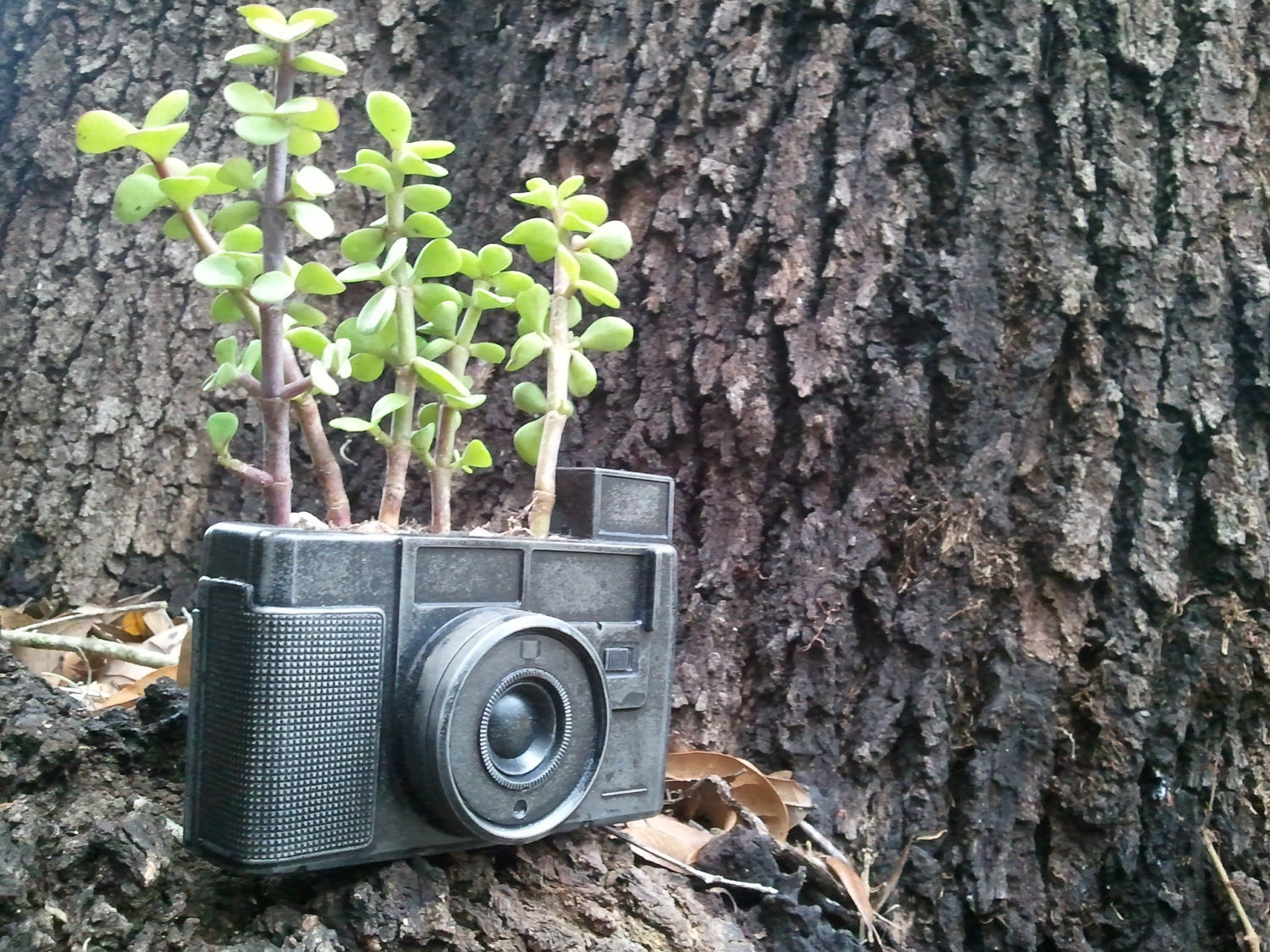 urban fossil camera concrete fossil planter or other use fossilized