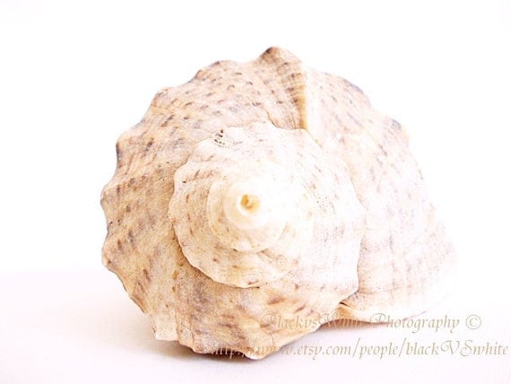 Free Shipping- Sea Shell- Amazing nature photography- Nature Print- Canvas Print - Sea Life Photo- Macro photo - Sealife art - Cottage Decor