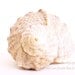 Free Shipping- Sea Shell- Amazing nature photography- Nature Print- Canvas Print - Sea Life Photo- Macro photo - Sealife art - Cottage Decor
