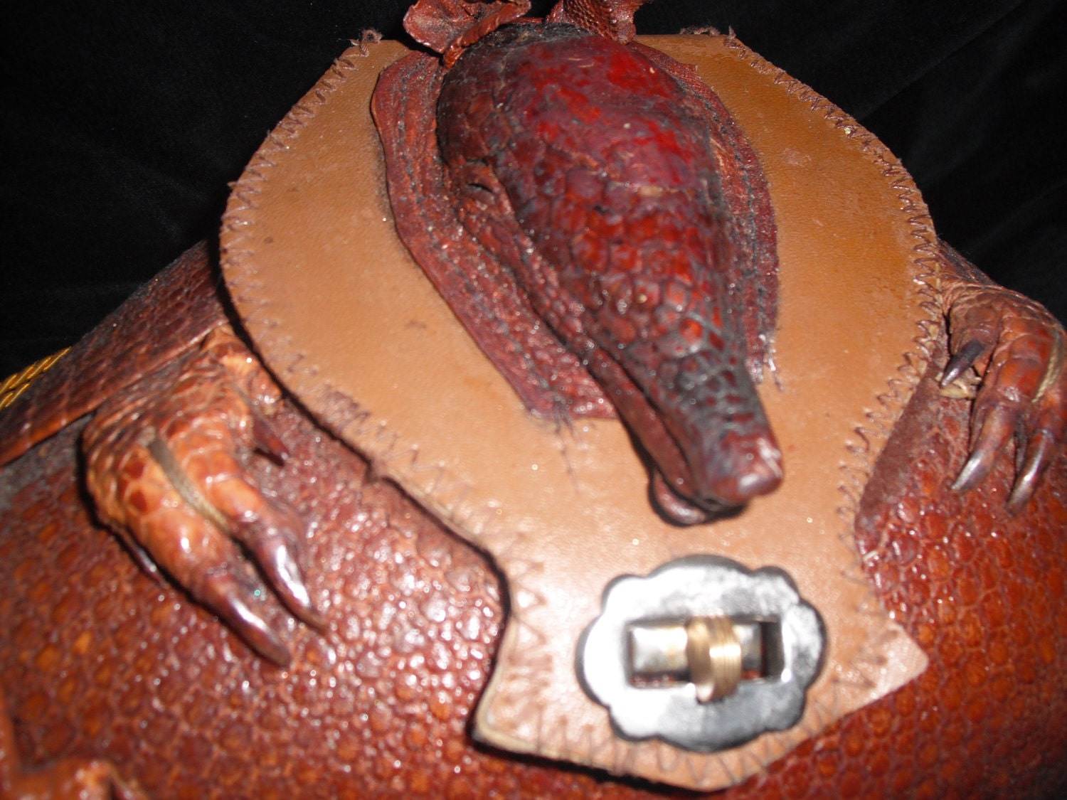 Armadillo Taxidermy