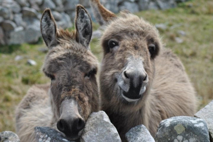 Adorable Donkeys