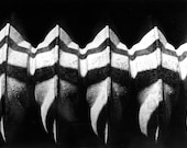 Sunlight Black and White Fine Art Photography Print 8x10