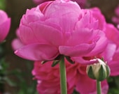 Pink Ranunculus Flower 4x4 Photography Greeting Card