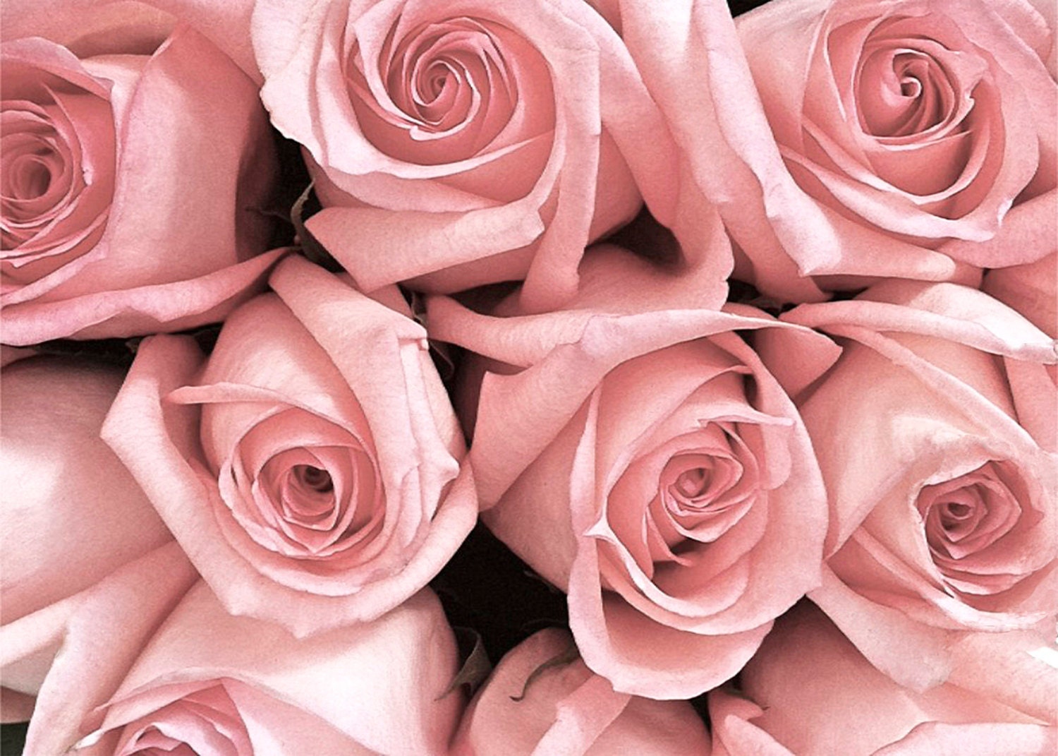 Pink Roses Bouquet Flower Romance Dreamy Shabby Chic White Vintage 5x7 Photography Print