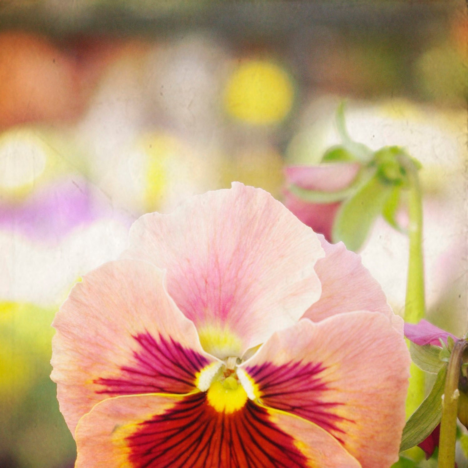 Pink Red Pansy Flower Spring Summer Floral 5x5 Photography Print