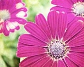 Purple Gerbera Daisy Vivid Fuchsia Flower Spring Summer 5x7 Photography Print