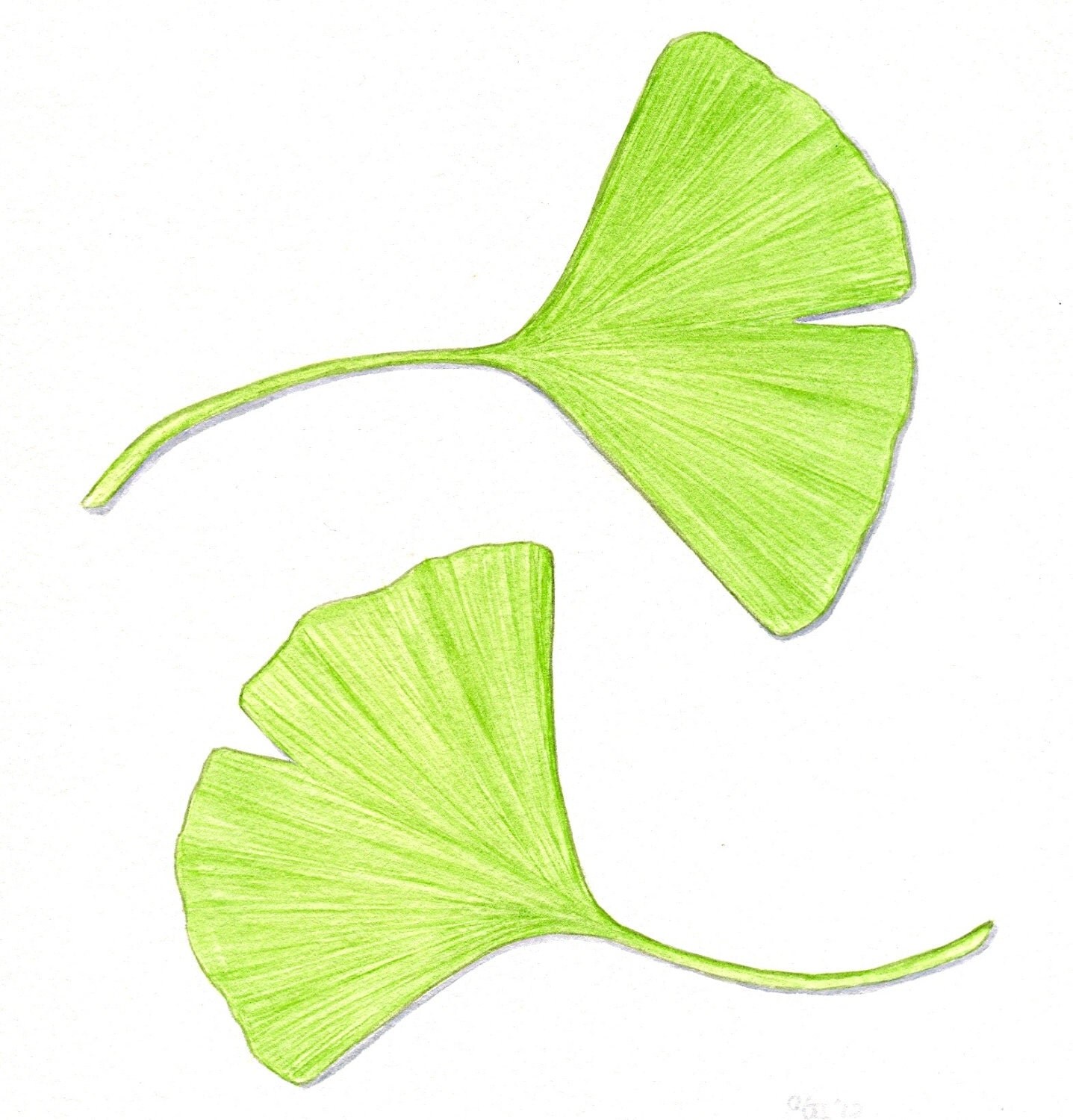 Ginkgo Leaf Images