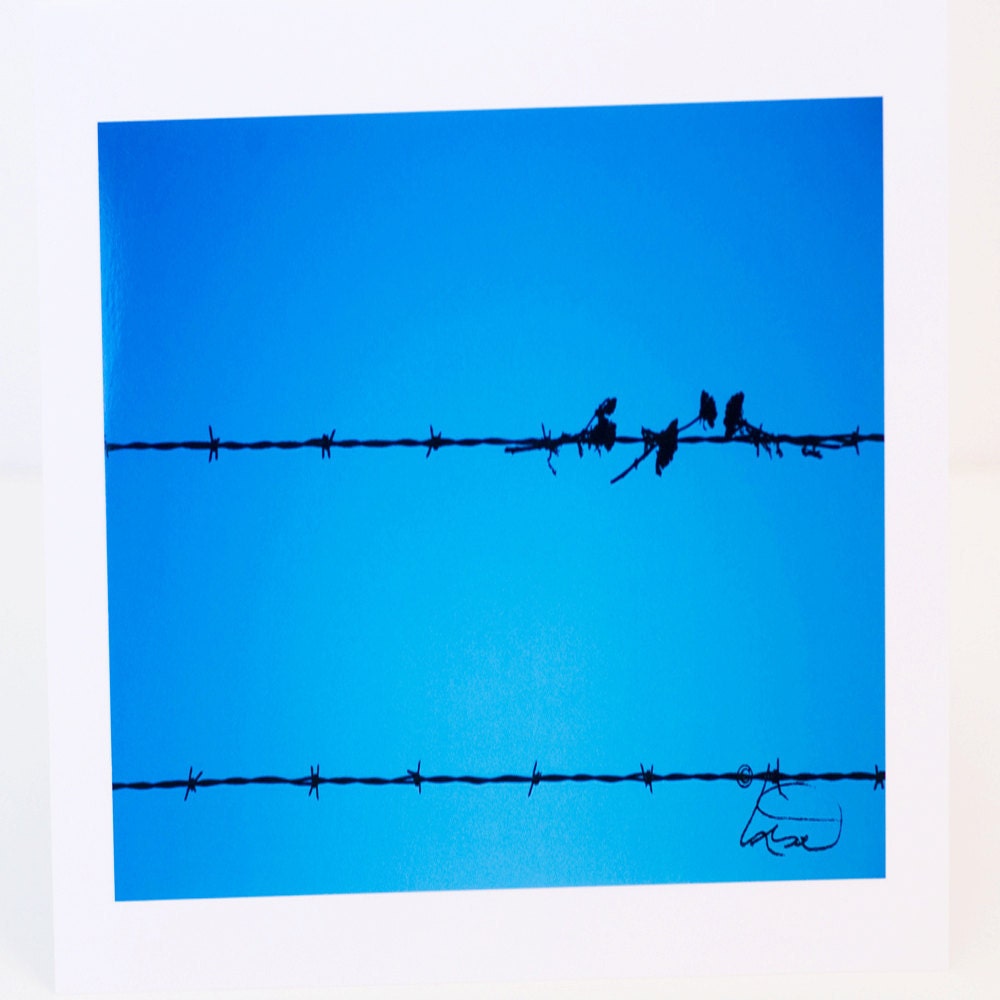 Cyanotype, Barbed Wire, Fence, Greeting Card, Photographic, Dried Flowers, Blue, Blank, Paper, Horizontal