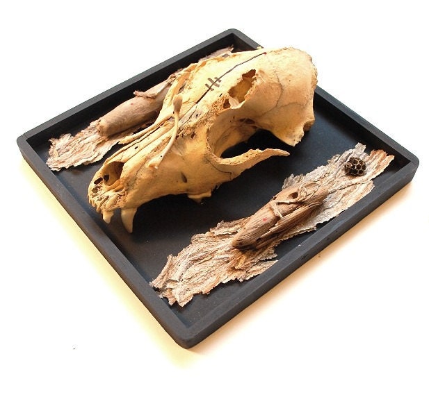 dog's wishes: taxidermy dog skull mount with wishbone