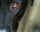 Black Lab - 16 x 24 streched canvas photo, gallery wrap