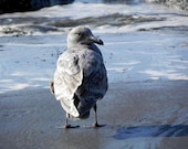 Seagull on the Shore, Oregon Coast Photography, Wildlife, Pretty, Bird Wall Art, 5 x 7 Fine Art Print