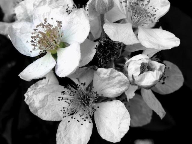 Flower Photography, Black and White, A Touch Of Color, Romantic, Simplistic, Pretty, 8 x 10 FIne Art Print