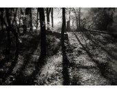 Tree Shadows - 8x12 Print