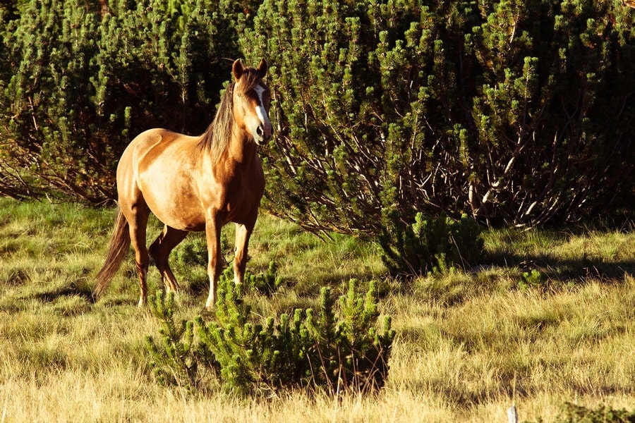 Wild Mountain Horse Photograph, Nature Photography,  Canvas Print or Photo Paper 8x10 or 8x12