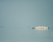 Wildlife Photography, Pelicans and Cormorans Greece in Kerkini Lake 8x12, Wildlife Photography, Pastel Blue
