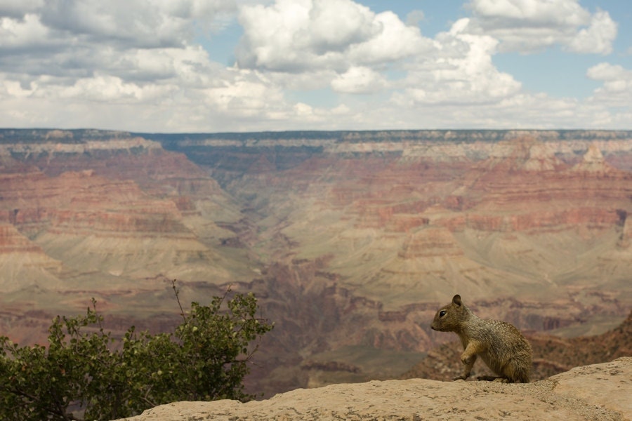 Fine Art Photography, Nature Photography, Grand Canyon Photograph, Canvas or Photo Paper Print Squirrel at the Grand Canyon 11x14