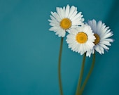 Flower Photograph Daisy Canvas or Photo Paper Fine Art Print Daisy Macro Closeup 12x12, to fit ikea ribba - stoevvalentin