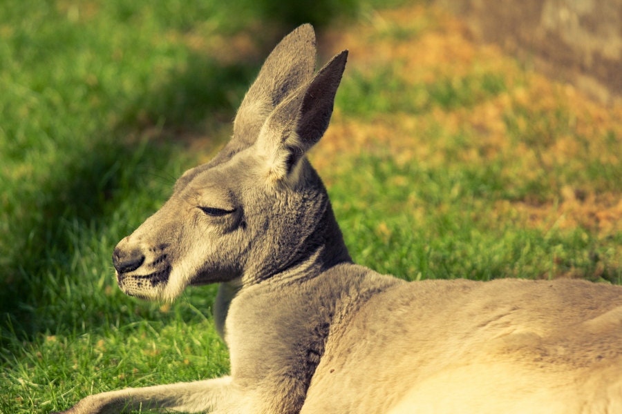 Kangaroo Photography, Animal Fine Art Photography 8x10 or 8x12 Canvas or Photo Rag Paper Print