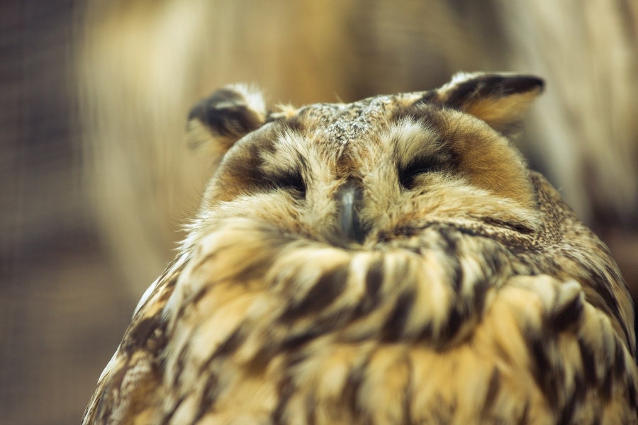 Owl Bird Photograph, Wildlife Fine Art Photography, Woodland photograph 8x12, autumn natural