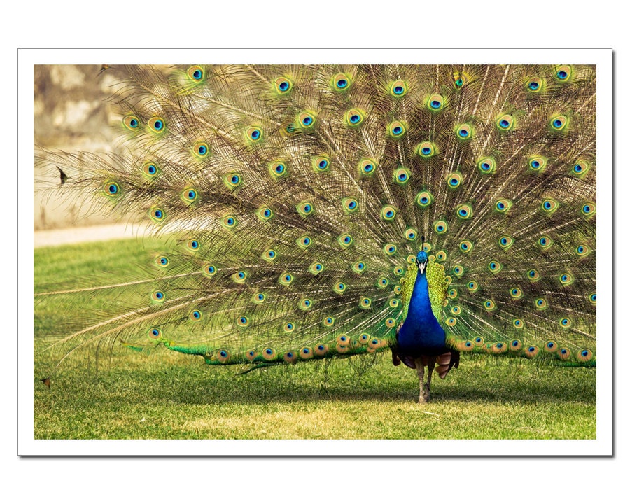 Peacock Photography, Fine Art Photography, Peafowl Showing off Feathers print canvas or photo paper 8x12 or 8x10, ohtteam under 30, under 25 - stoevvalentin