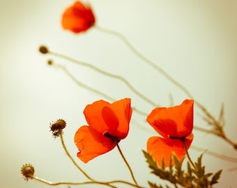 Summer Photography, Poppies Photo Print, Dreamy Photograph, Flower Photography Bright Red, Canvas or Photo Paper 4x4