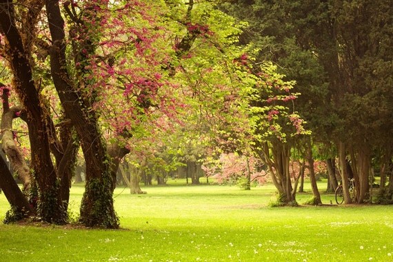 Nature Photography, Spring Photography, Fine Art Photography Paper Print Tree Blossoms Spring Park View 8x10 or 8x12