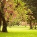 Nature Photography, Spring Photography, Fine Art Photography Paper Print Tree Blossoms Spring Park View 8x10 or 8x12
