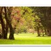 Nature Photography, Spring Photography, Fine Art Photography Paper Print Tree Blossoms Spring Park View 8x10 or 8x12