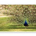 Peacock Photography, Fine Art Photography, Peafowl Showing off Feathers print canvas or photo paper 8x12 or 8x10, under 30, under 25