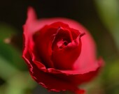 Flower Photography, Red Rose Photograph,  5 x 7 Fine Art Photography Print,  Red Home Decor