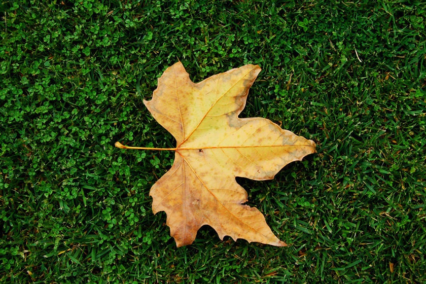 Autumn Golden Leaf, Fall photograph, Dry leaf, Autumn Home Decor, Woodland, Nature, Fine Art Photography 8 x 10