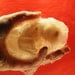 Fetus Soap