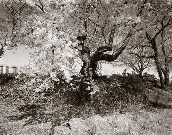 Cherry Blossoms 2 Central Park