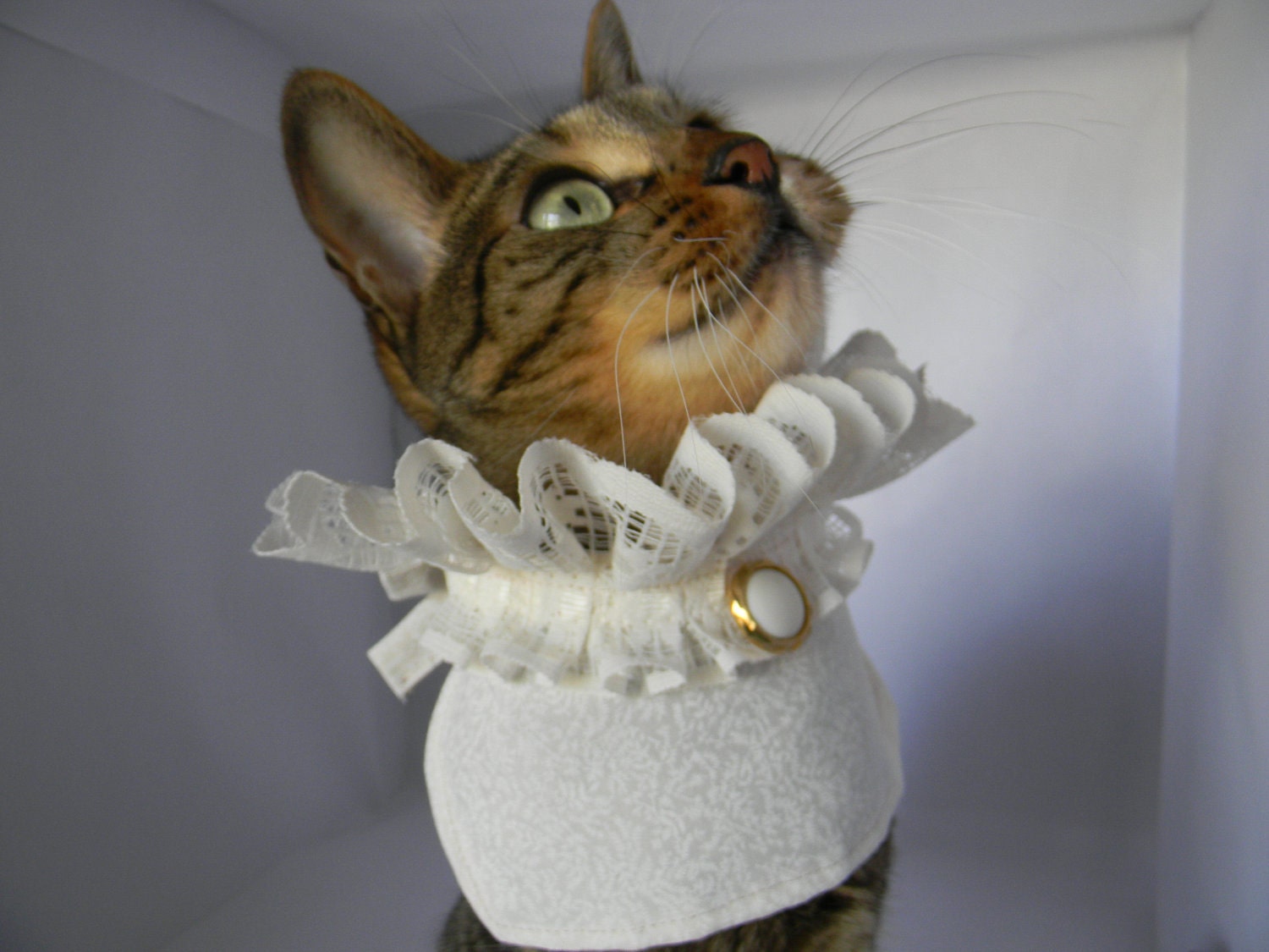 Classy Bib by FiercePetFashion