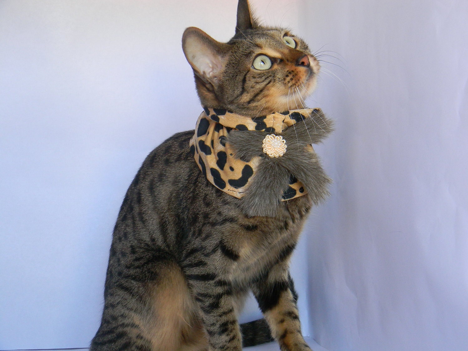 Furry Cheetah Collar by FiercePetFashion