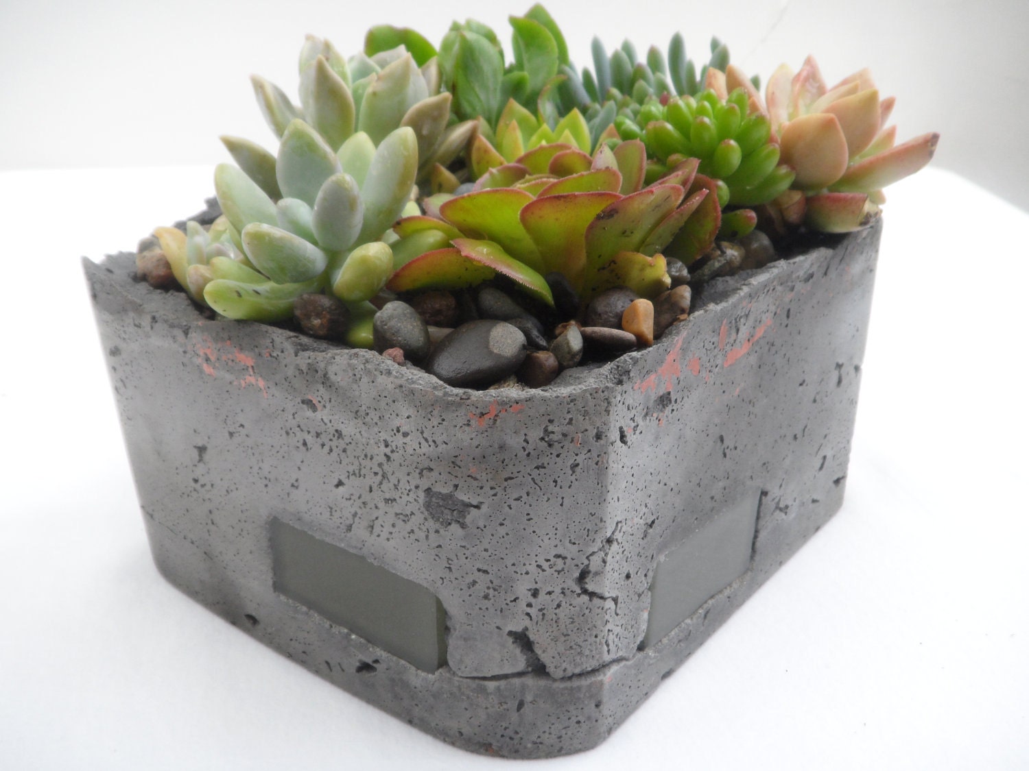 Succulent garden in handmade cement planter