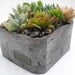 Succulent garden in handmade cement planter