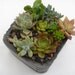 Succulent garden in handmade cement planter