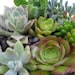Succulent garden in handmade cement planter