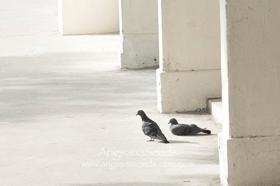 Bird Nature photo, Pigeon, Minimalist art, Pastel, Dreamy photo, Animal Photography, Nursery, Office, Home decor, Holiday gift