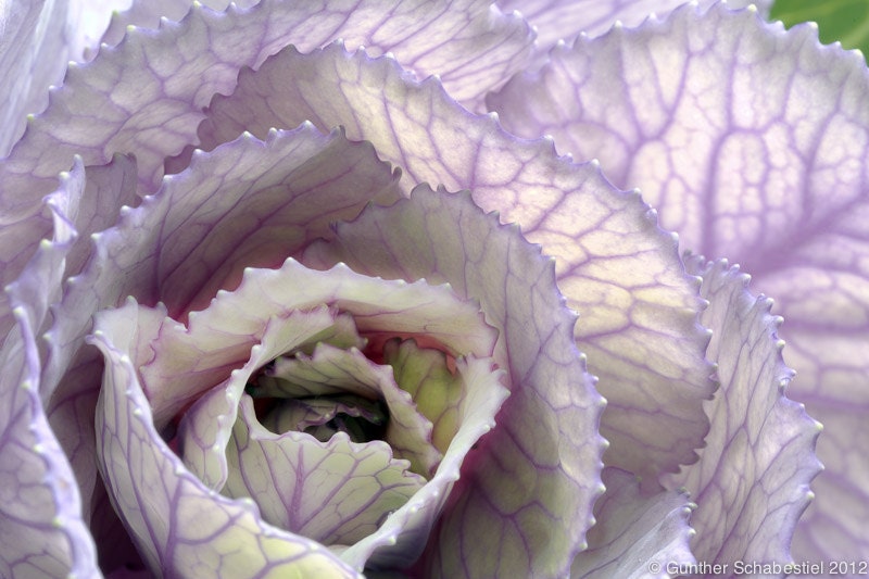 Kale flower macro closeup detail of texture and color HDR Photography