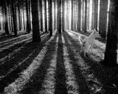 Bruno in Commerce Pines, Michigan, Black and White Woodland Photography