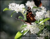 Butterfly Photograph, Spring, Floral - Alight 2 (8x10)