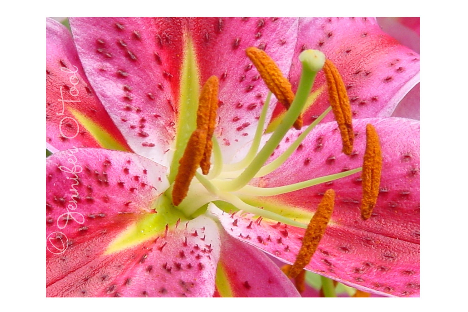 Closed Stargazer Lily