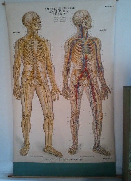 frohse anatomical charts