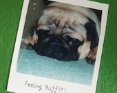 Pug Dog Get well card