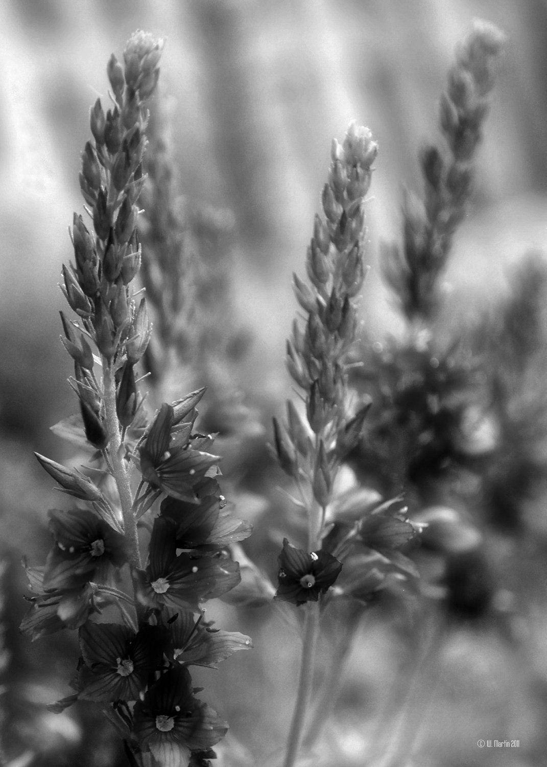 Black and White Flowers, 5x7, floral, garden, nature, flower photography