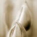 HAZY TULIPS - fine art photography, tulips, garden, garden flower, tulip, nature, wall decor, home decor, office decor