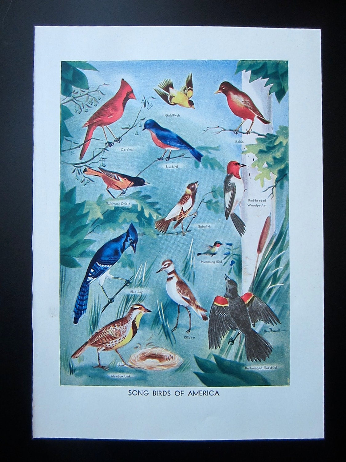 1948 Song Birds of America  dictionary color plate